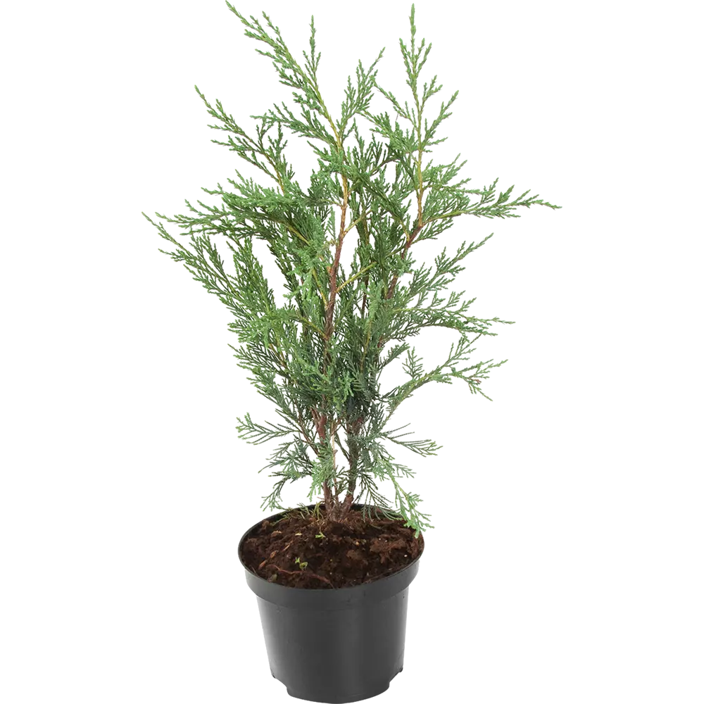 Можжевельник скальный мунглоу C3 ГАВРИШ STLM-2045585