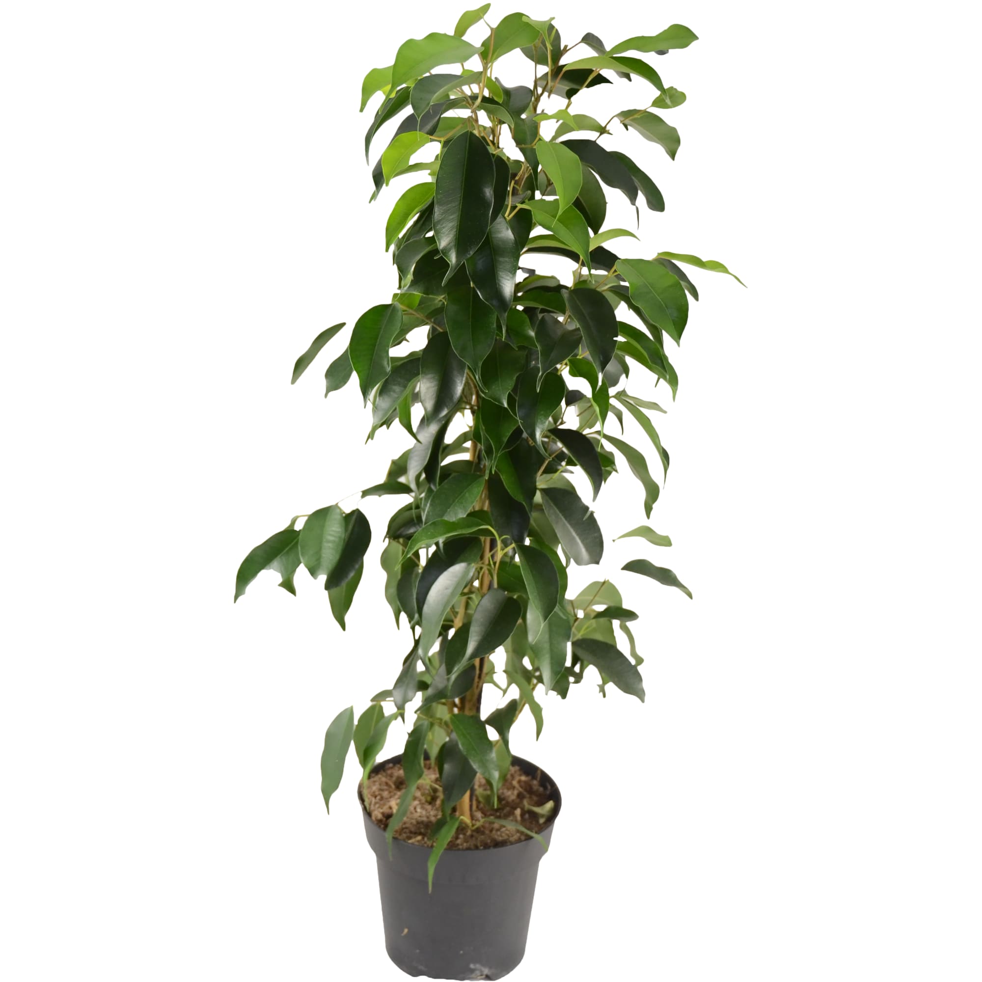 14798818 Фикус Бенджамина микс 14x55 см Santreyd 