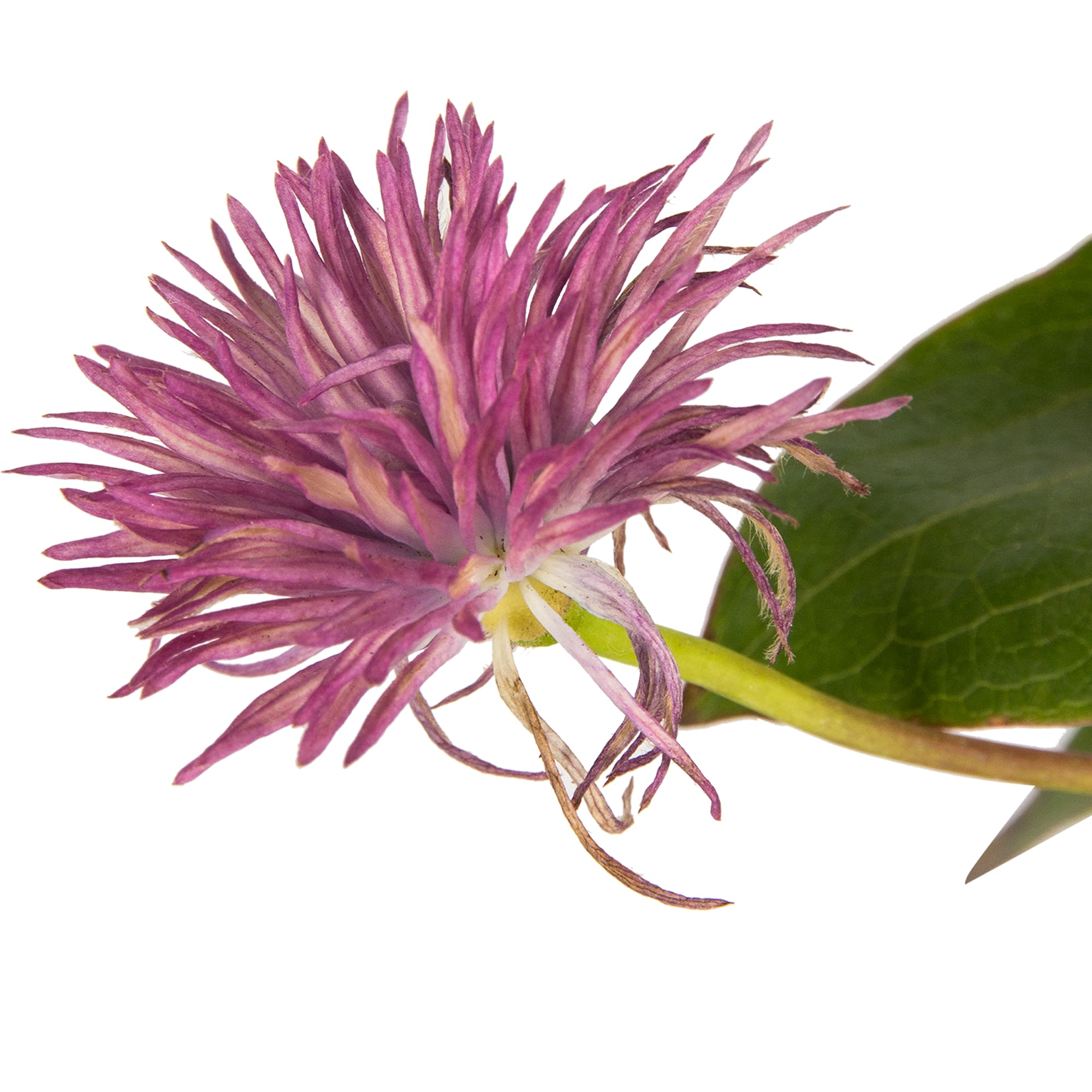 82219458 Клематис крупноцветковый «Кайзер» 2 л h20 см Santreyd  - Вид №2