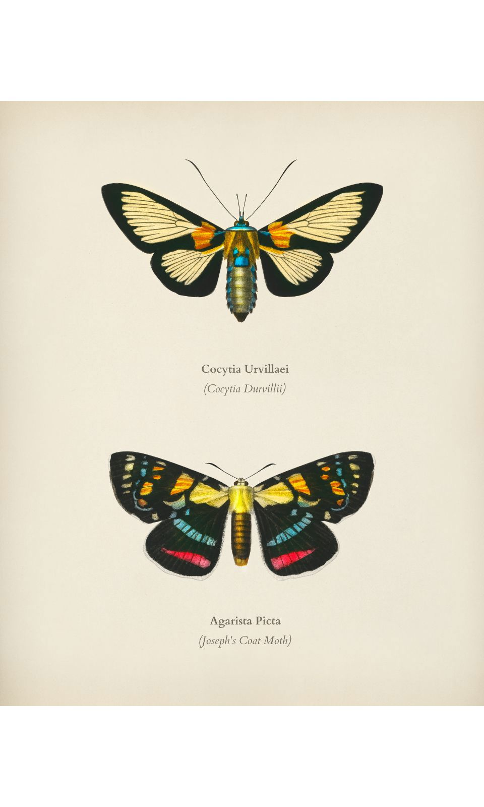 90269079 Постер Бабочки - Дуэт разноцветных бабочек 50x70 см в раме STLM-0158860 ПРОСТОПОСТЕР