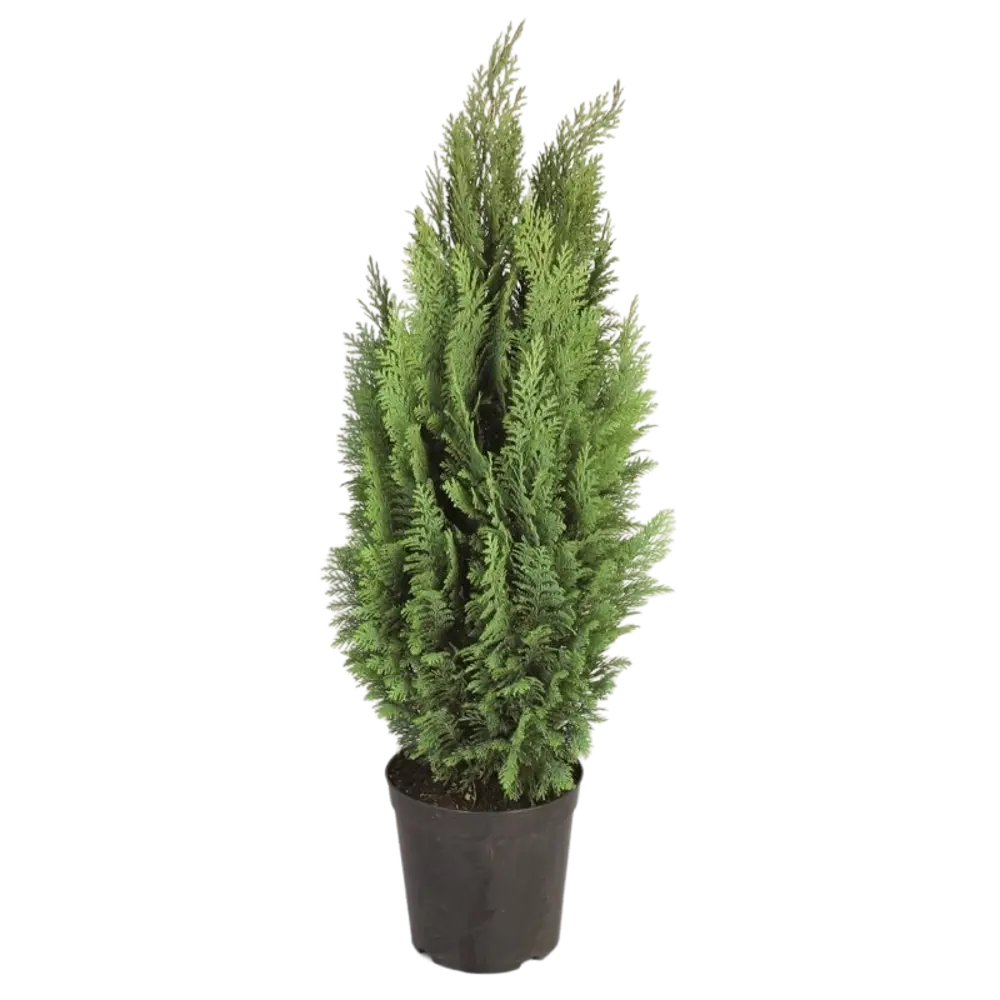 Кипарисовик Лавсона «Сноу Уайт» С1, 25-30 см PLANTMARKET STLM-2033539