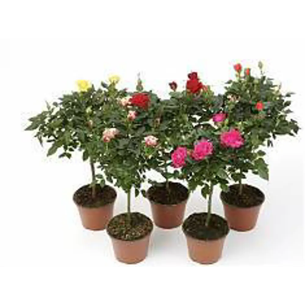 Роза штамбовая микс ø25 h120 см 85324138 STLM-2136742 Santreyd 