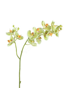 30.0614165LYG Орхидея Фаленопсис св.лайм ветвь двойная Цветочная коллекция