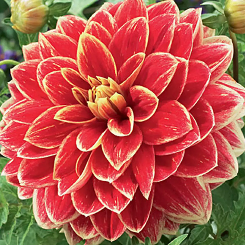 Георгина «Caballero I» GEOLIA STLM-2143893