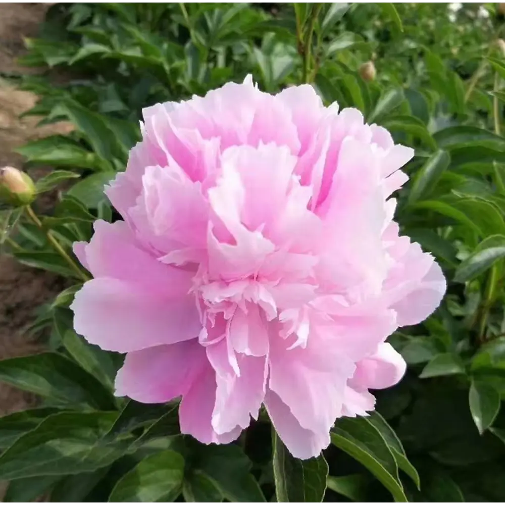 Пион травянистый Голубая жемчужина в тубе BLOOMING LIFE STLM-2033554 - Вид №1