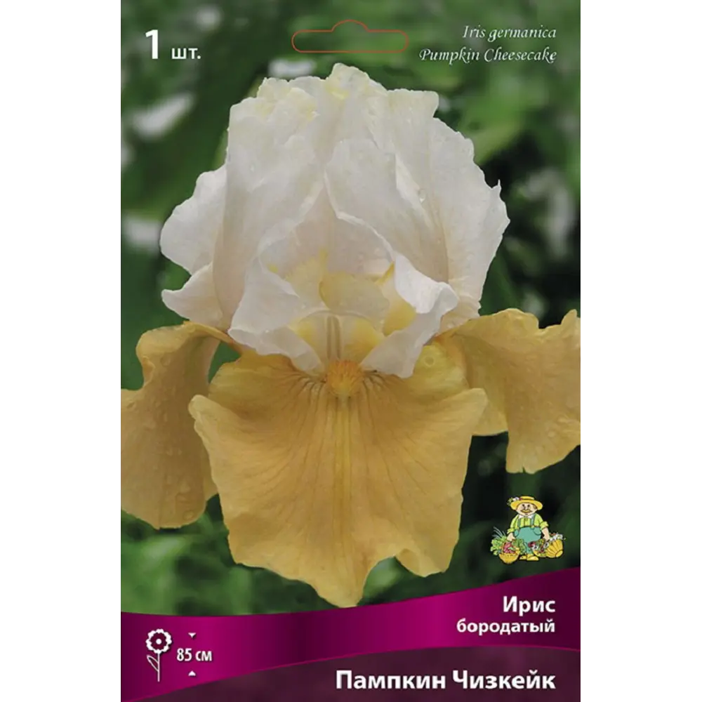 Ирис бородатый Пампкин Чизкейк - корневище многолетнего растения 89433491 ПОИСК STLM-1582902