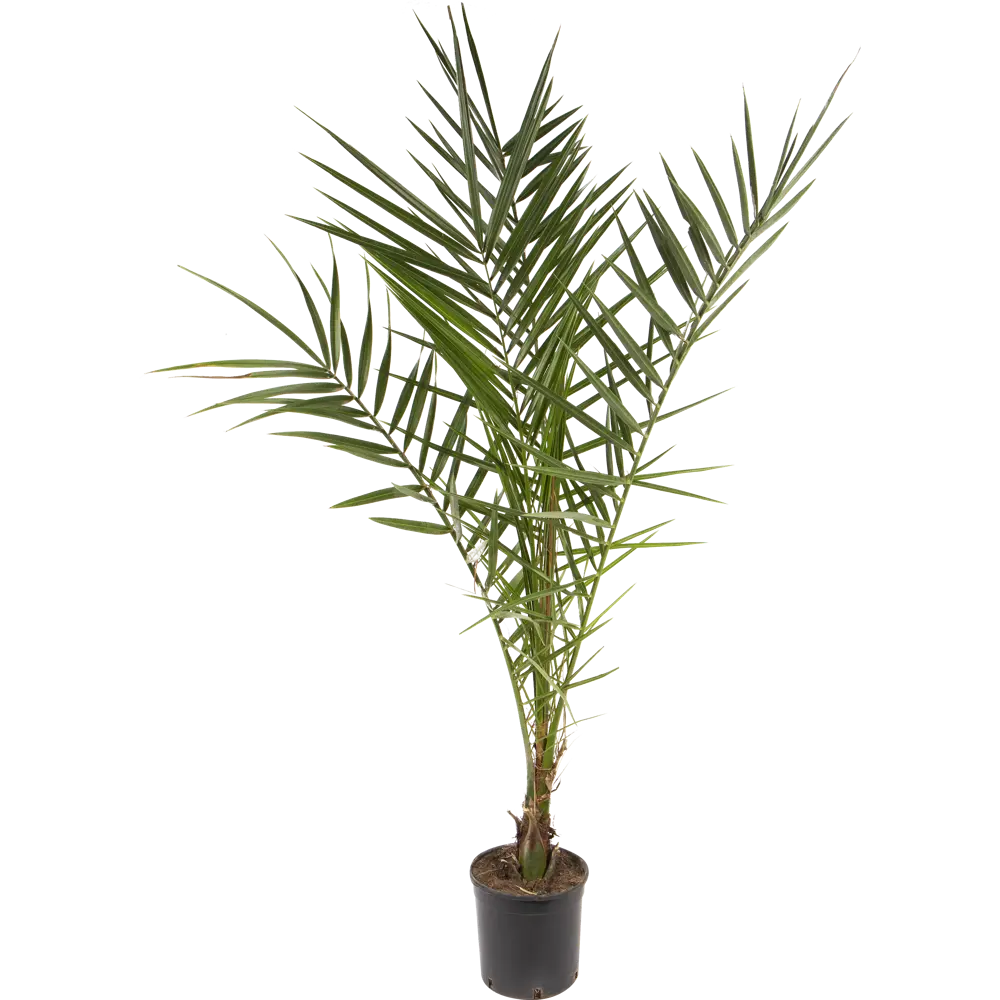 Финик канарский 14х80 см 13943980 STLM-2158672 Santreyd 