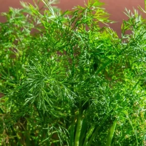 Семена Укроп «Дальний»