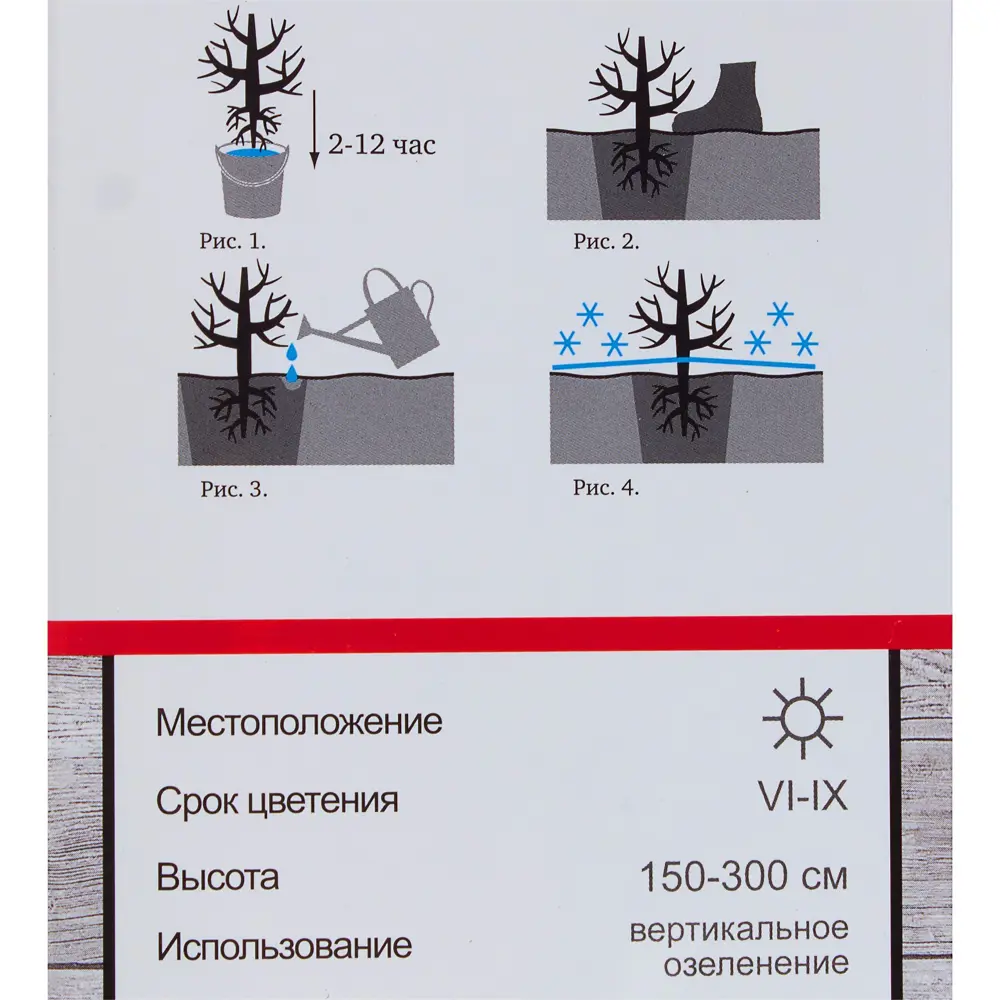 Роза плетистая «Клайминг Виолет Парфюм» 81951220 STLM-2105307 Santreyd  - Вид №2