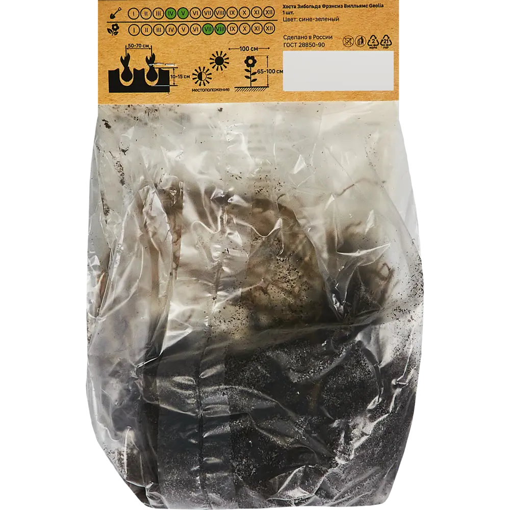 Хоста Зибольда Фрэнсиз Вилльямс Santreyd STLM-2117394 - Вид №1