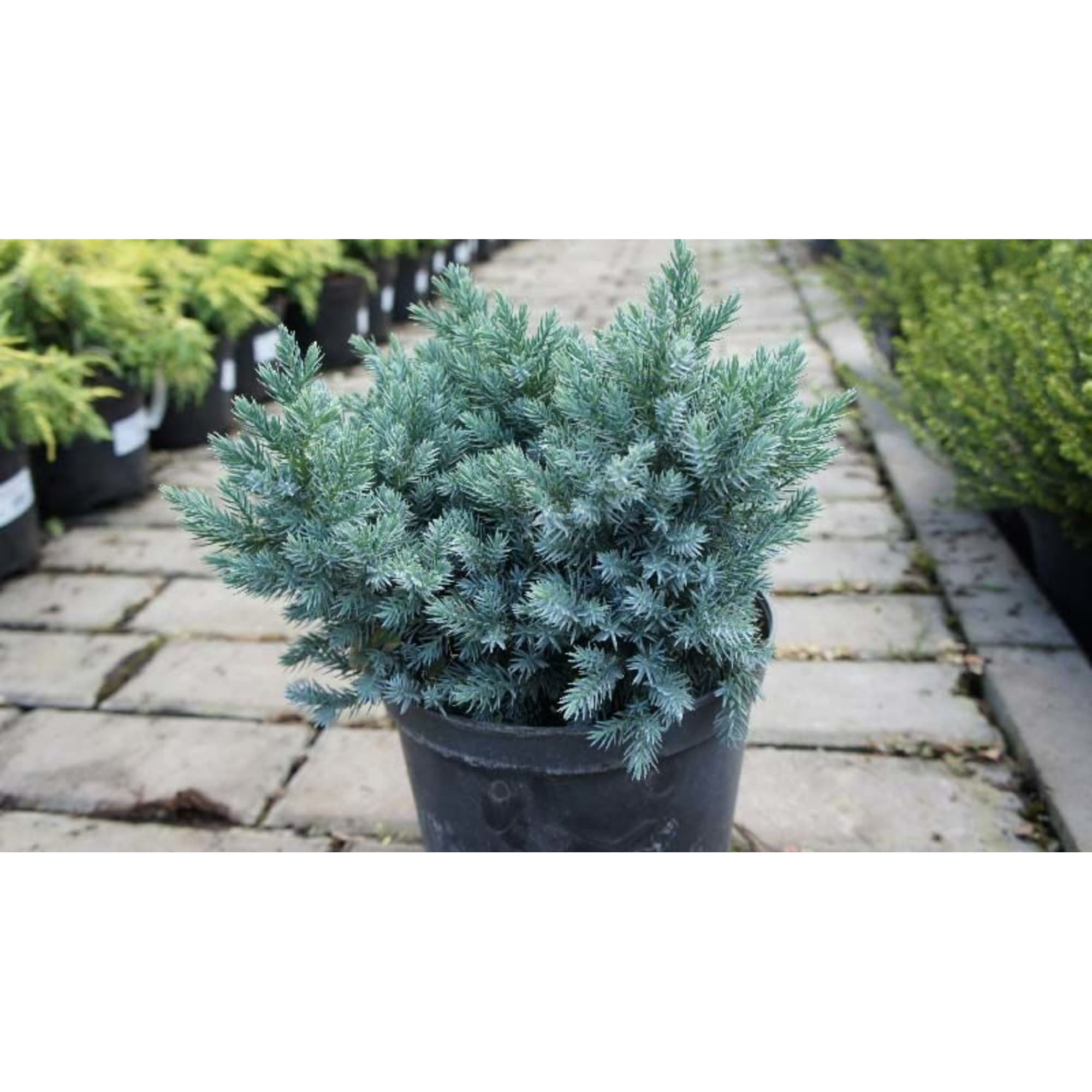 82601673 Можжевельник чешуйчатый «Блю Стар» 9x10 см Santreyd  - Вид №2