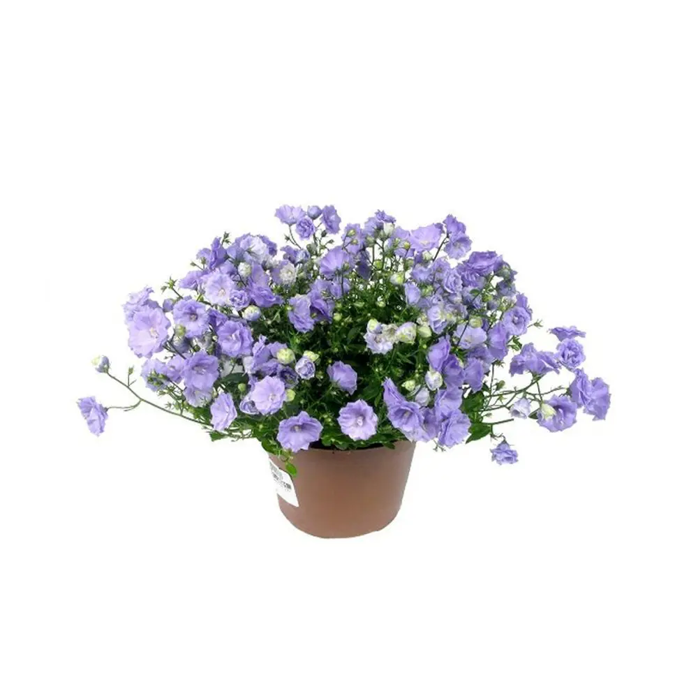 Кампанула мини махровая 6х10 см 12500969 STLM-2137473 Santreyd 