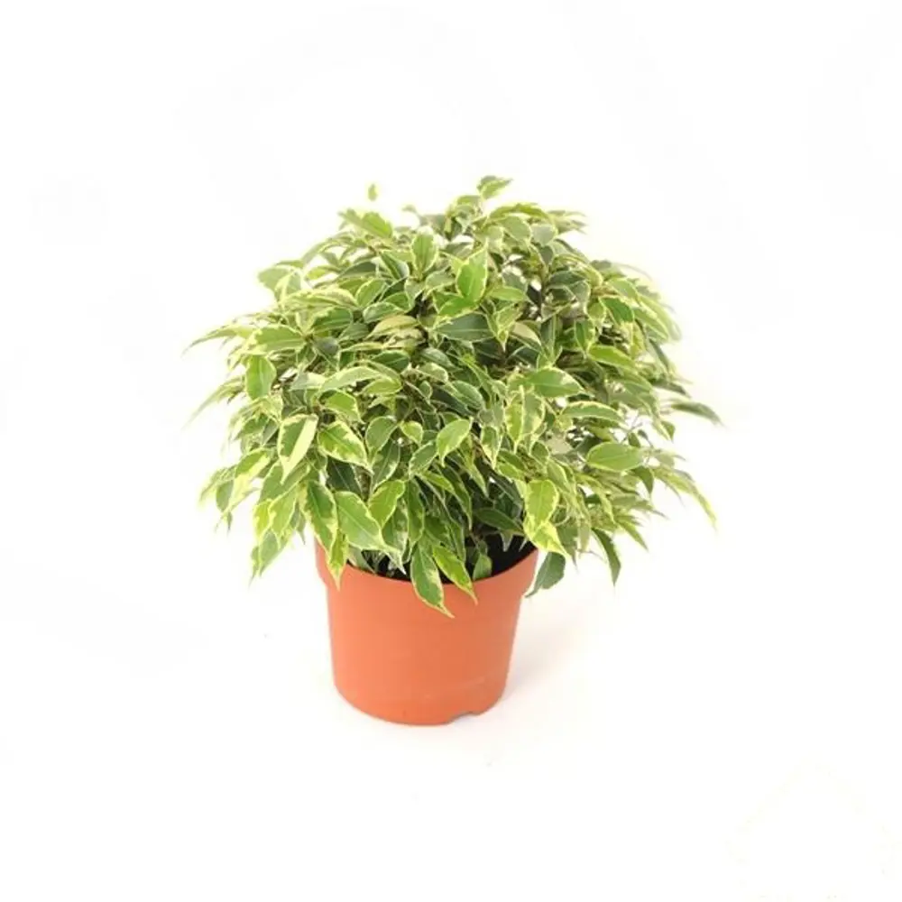 Фикус Бенджамина Кинки 12х20 см 11820987 STLM-2068206 Santreyd 