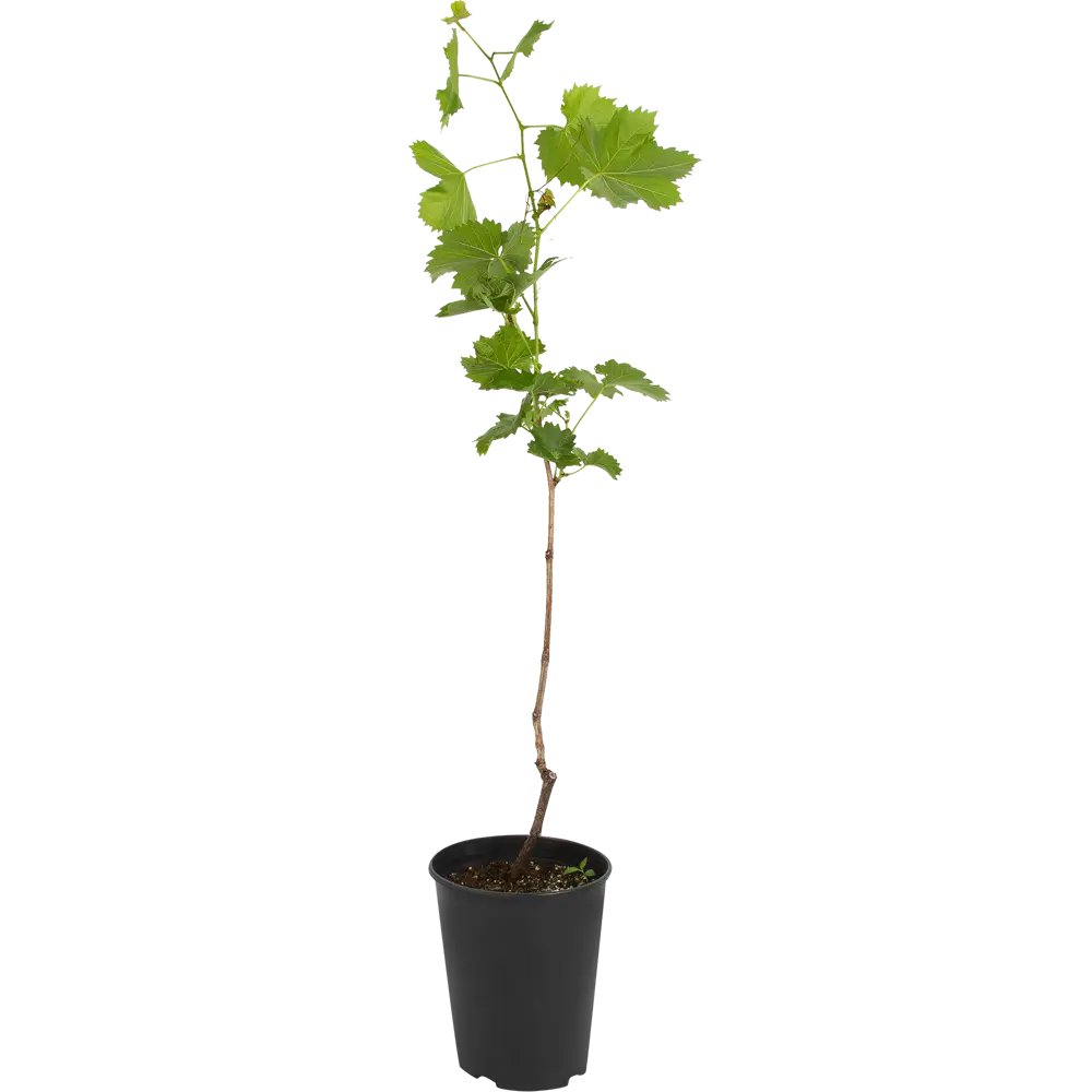 Виноград плодовый «Августин» 19x55 см PLANTMARKET STLM-2069299 - Вид №1