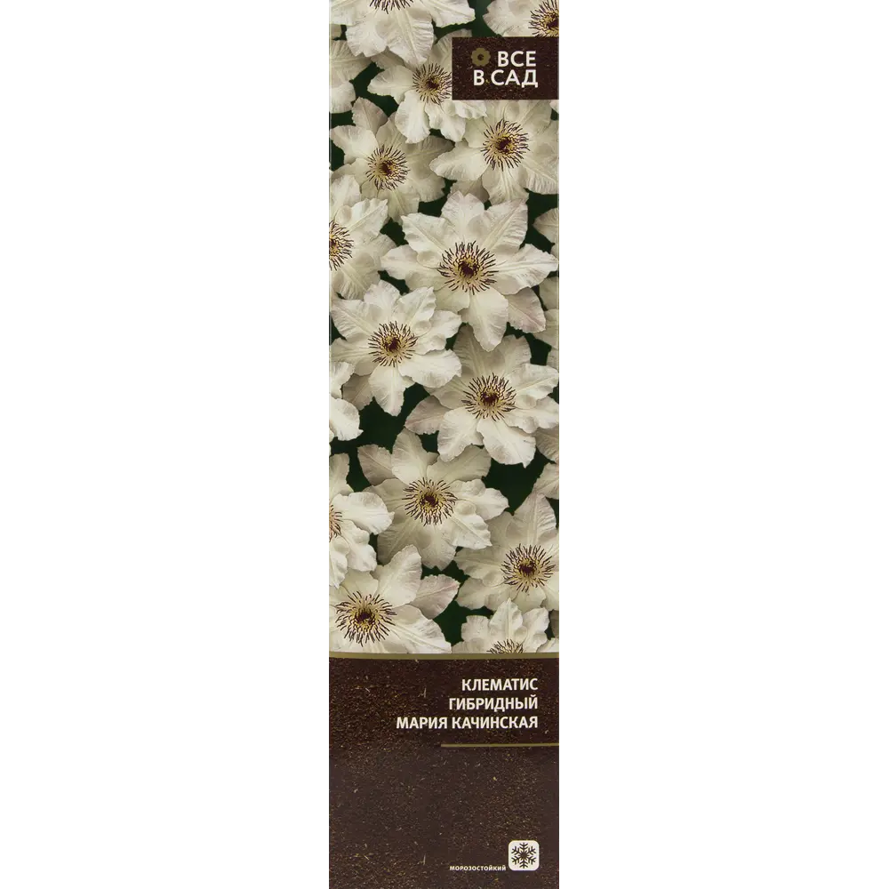 Клематис гибридный Мария Качинская в тубе ВСЕ В САД STLM-2147742