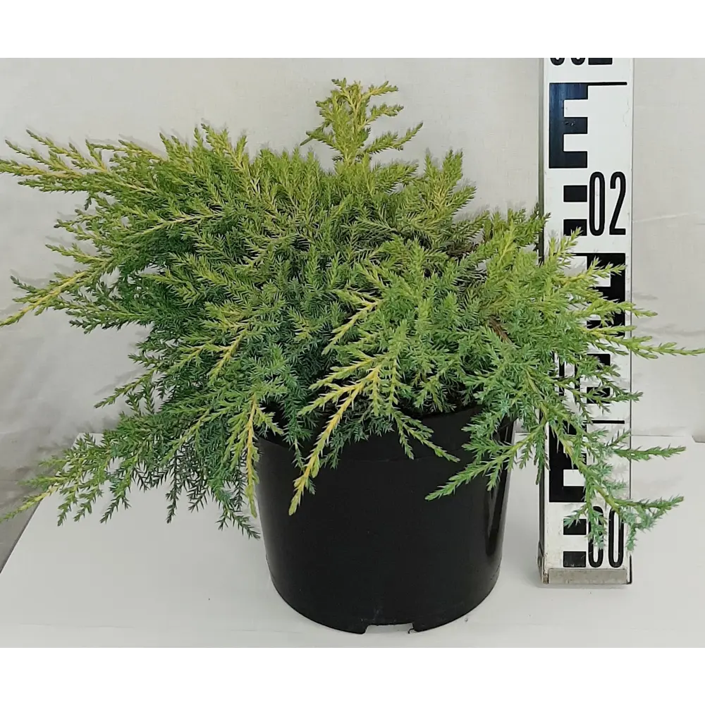 Можжевельник средний «Олд Голд» 19x20 см ГАВРИШ STLM-2071483