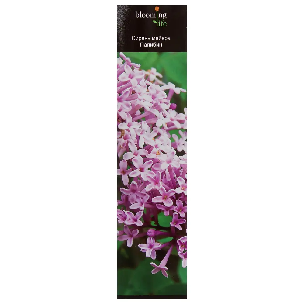 Сирень Мейера «Палибин» (в тубе) 81948509 STLM-2116060 Santreyd 