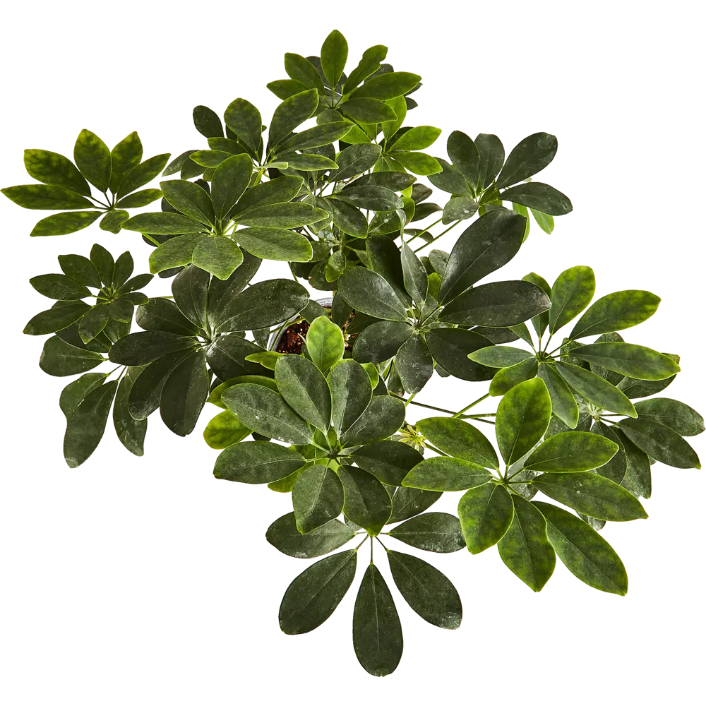 Santreyd Полисциас Шеффлера - изящное комнатное растение с декоративной листвой 85324952 STLM-0061518 - Вид №2