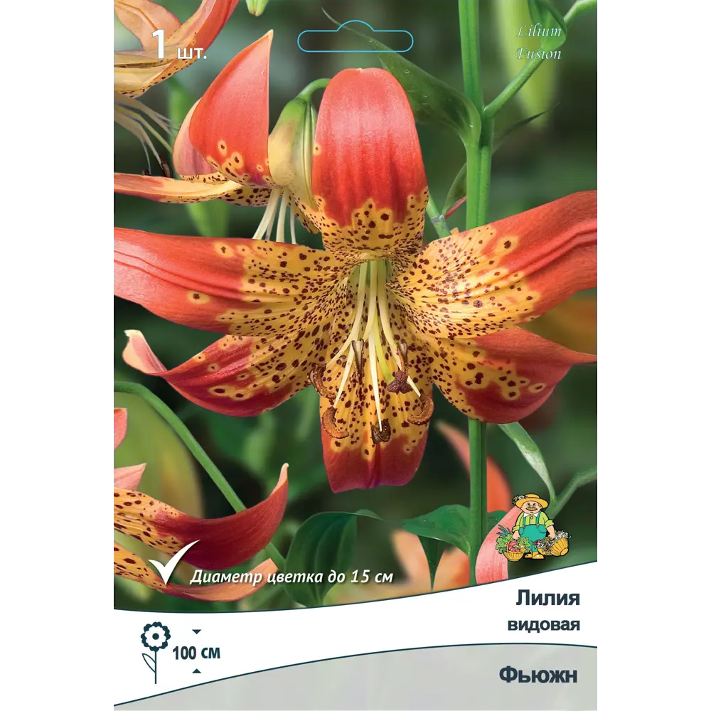 Лилия видовая Фьюжн ПОИСК STLM-2184577