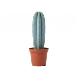 Кактус Колонновидный микс ø9 h15 см