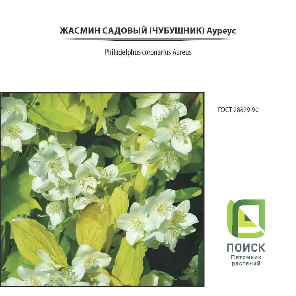 Жасмин садовый «Ауреус», контейнер 2-3 л 81968686 STLM-2113752 Santreyd 