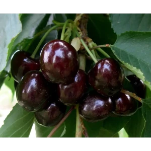 Дюк гибридный Ночка пакет