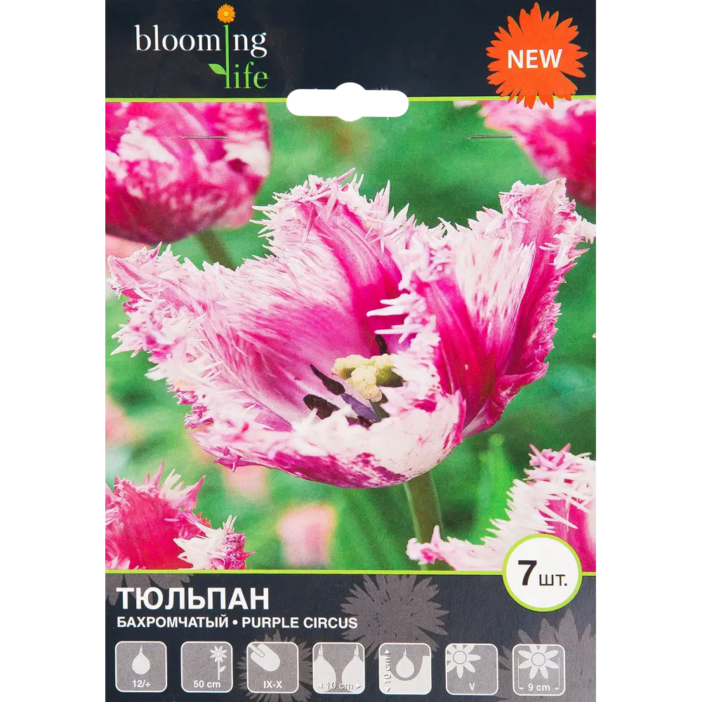 Тюльпан «Перпл Серкус» размер луковицы 12, 7 шт BLOOMING LIFE STLM-2057436