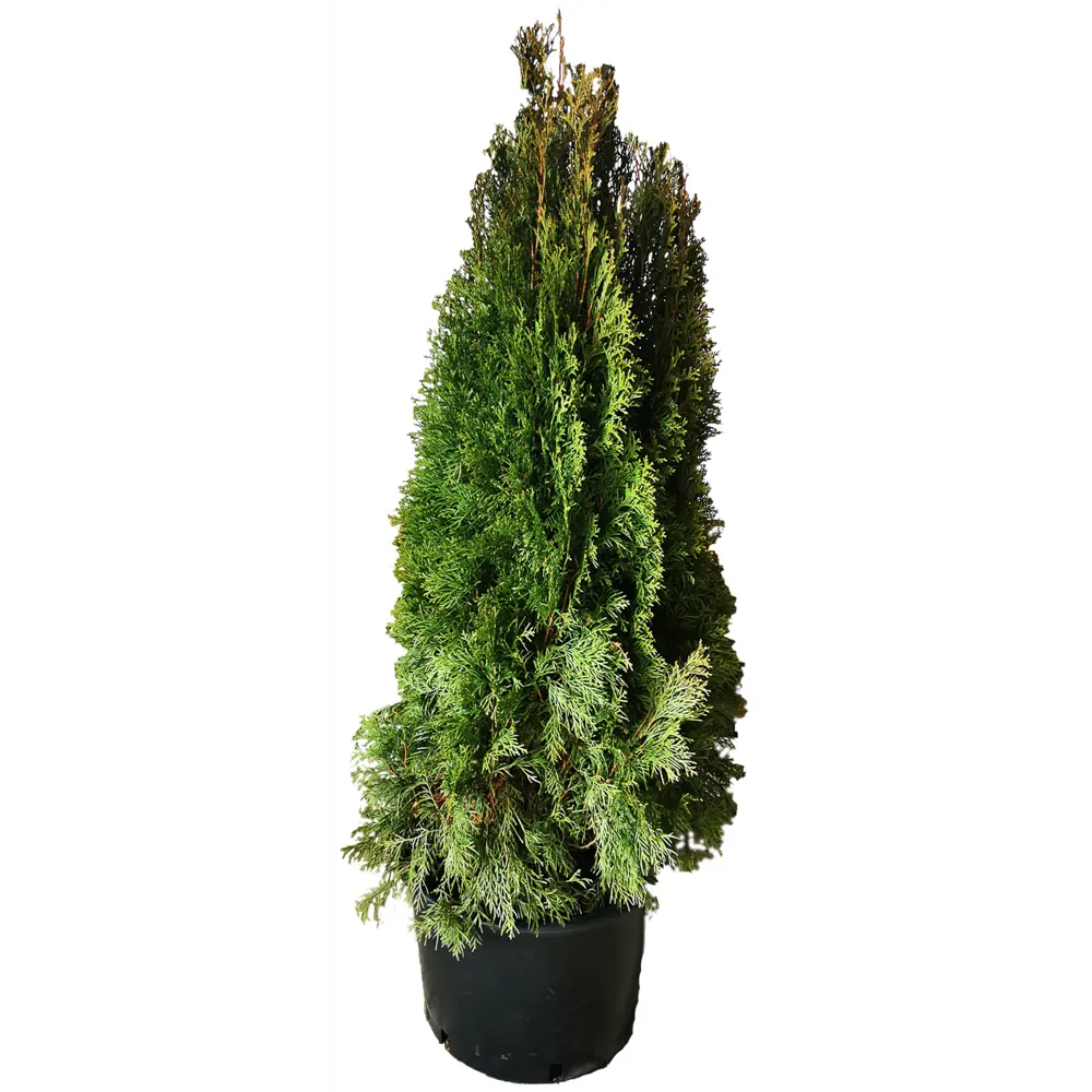 Туя западная Смарагд h140 см МОНБЛАН STLM-2007657