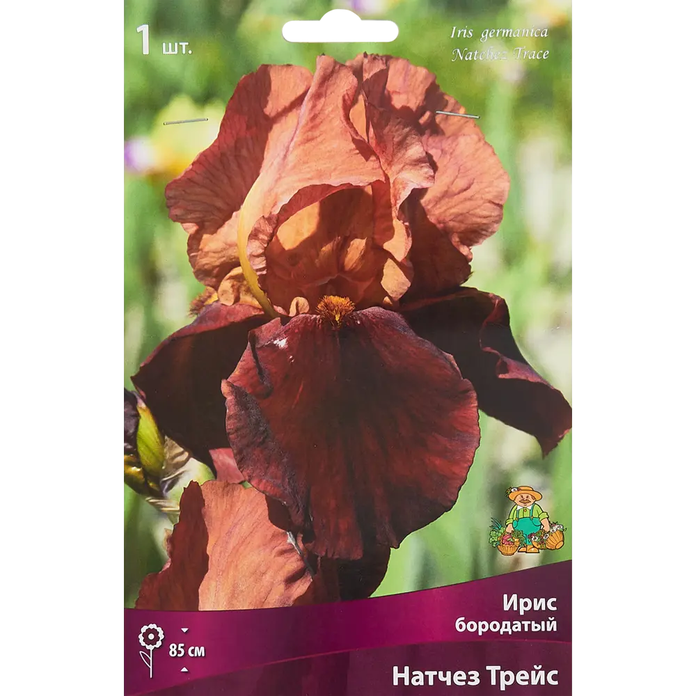 Ирис бородатый Натчез Трейс ПОИСК STLM-2117871