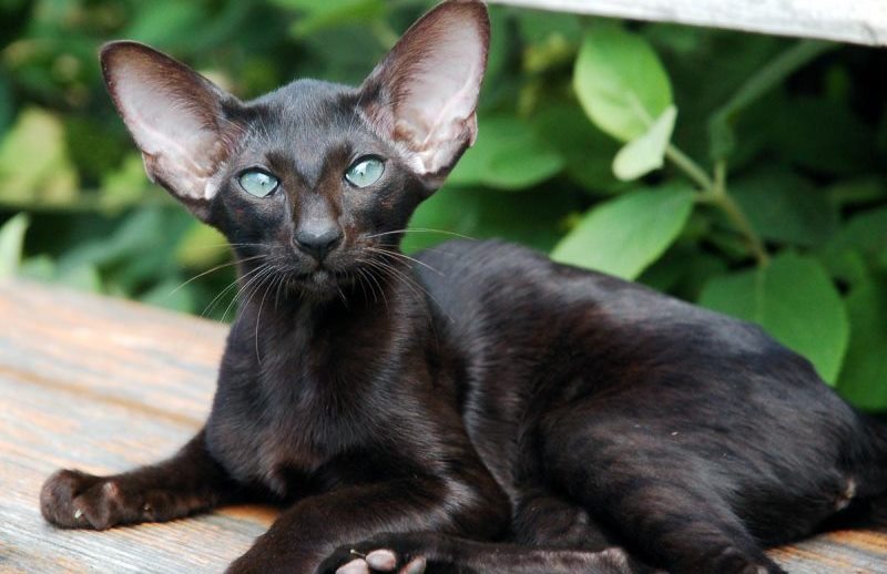 Описание и условия содержания черных ориентальных кошек