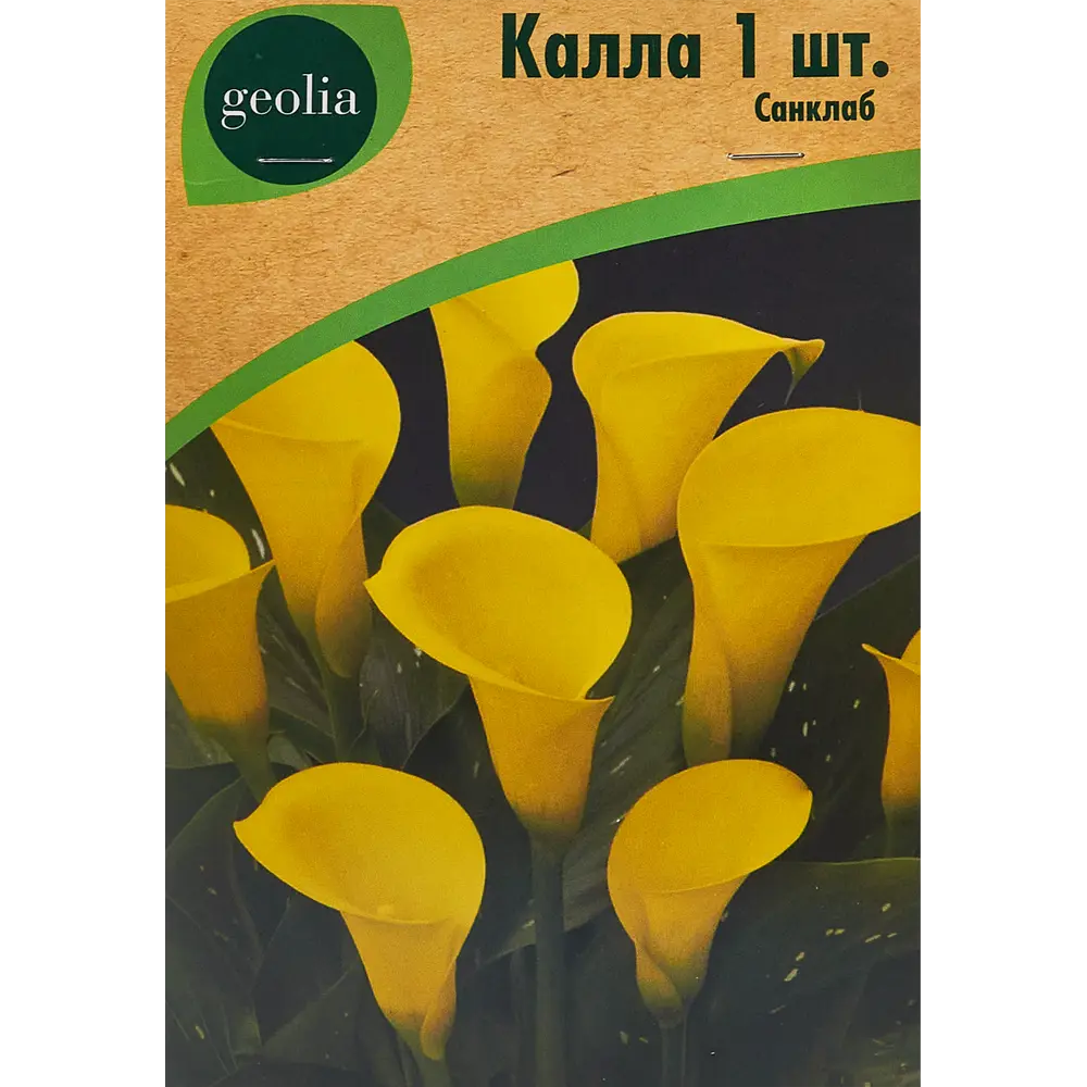 Калла Geolia Санклаб 86408671 STLM-2027743 