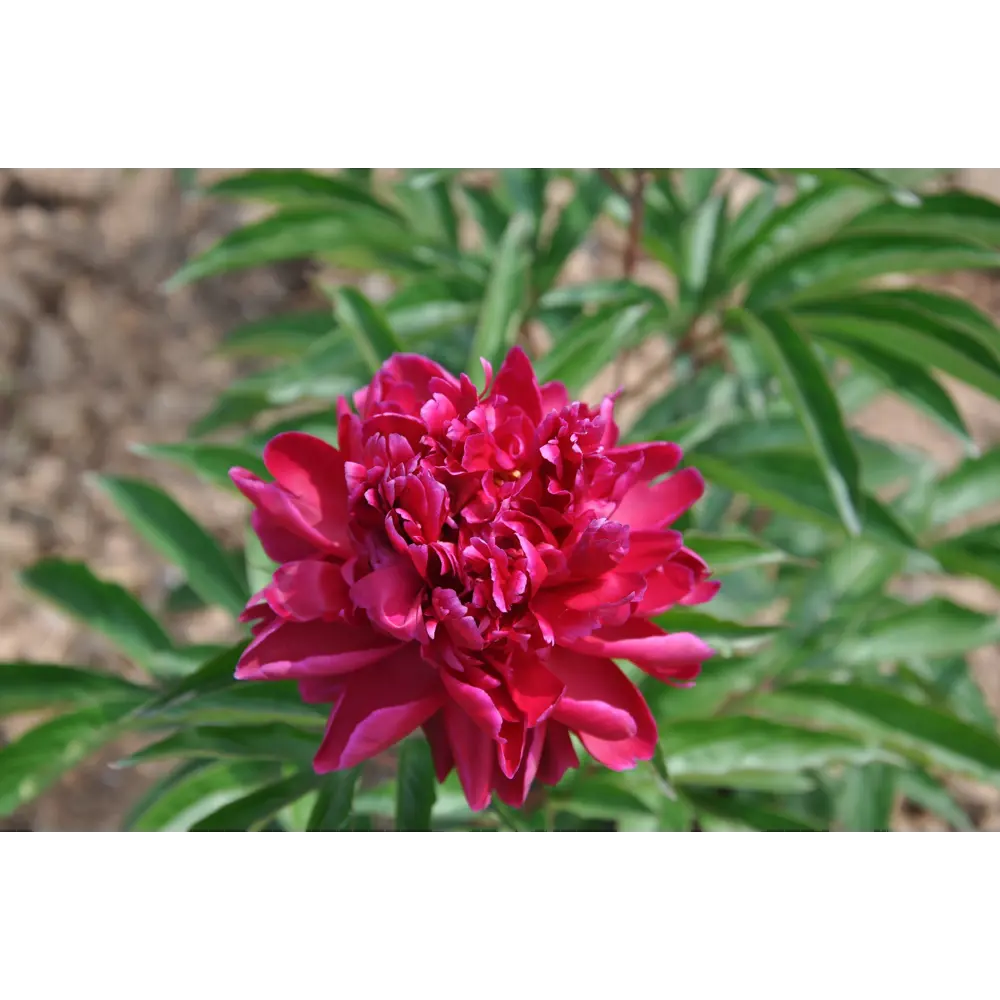 Пион травянистый Ягодная история в тубе BLOOMING LIFE STLM-2159485 - Вид №3