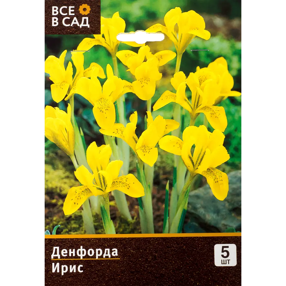 Ирис Денфорда 5/6, 5 шт Santreyd STLM-2211786