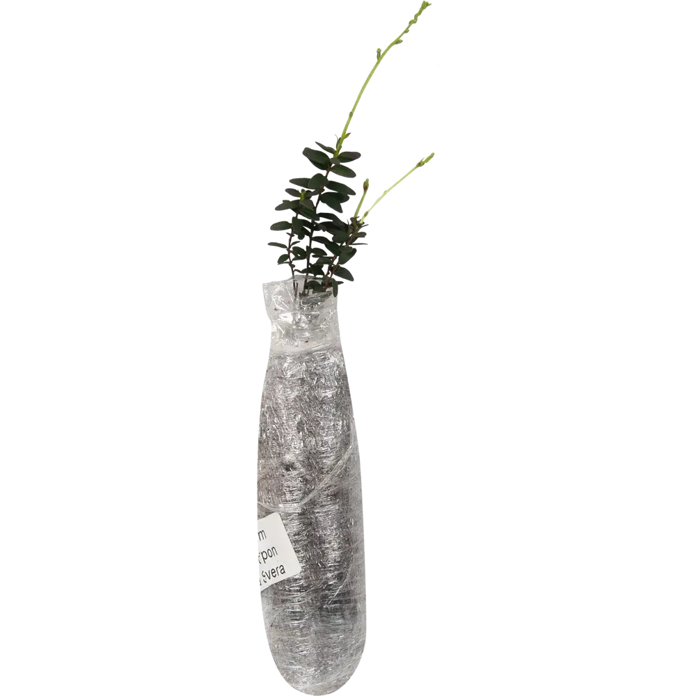 Клюква крупноплодная Краса Севера в тубе ВСЕ В САД STLM-2100003 - Вид №1