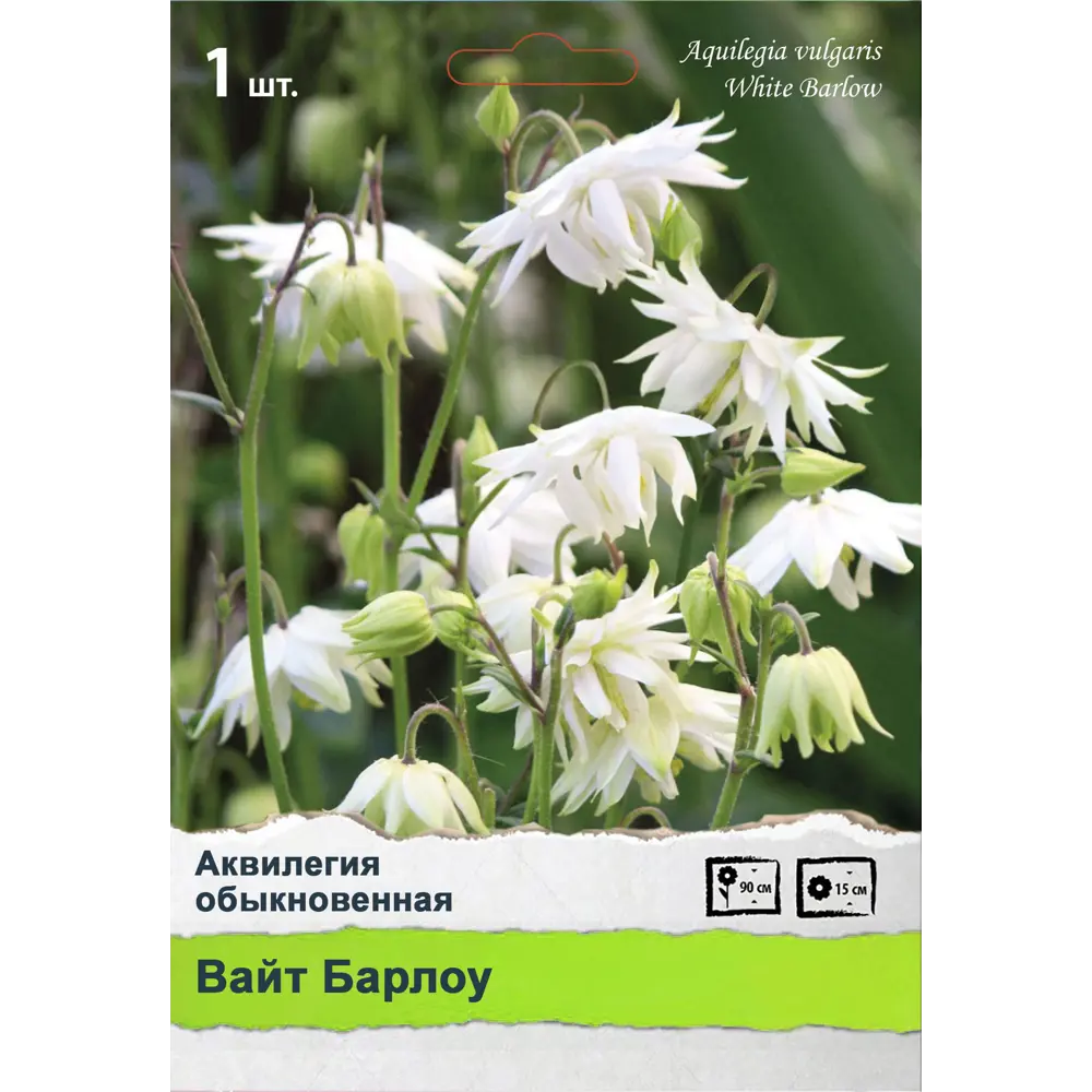 Многолетники Промо ПОИСК STLM-2046450