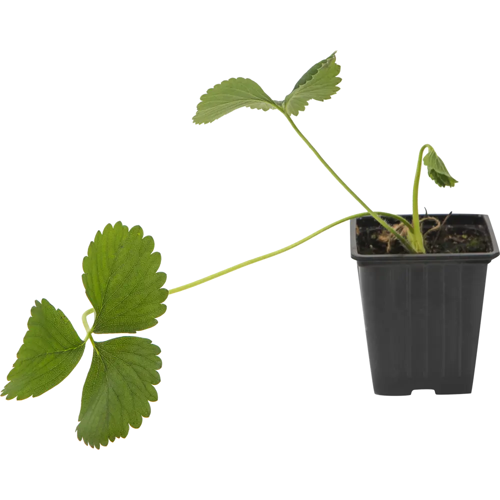 Земляника садовая «Диамант» 9x15 см PLANTMARKET STLM-2133243 - Вид №1