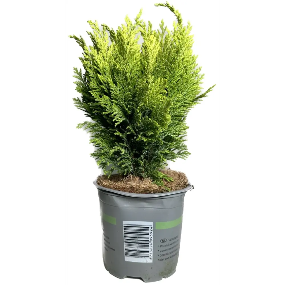 Кониферен микс стандарт ø13 h30 см Santreyd STLM-2191820 - Вид №1