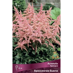 Астильба Арендса Брессингем Бьюти 85205477 STLM-2133425