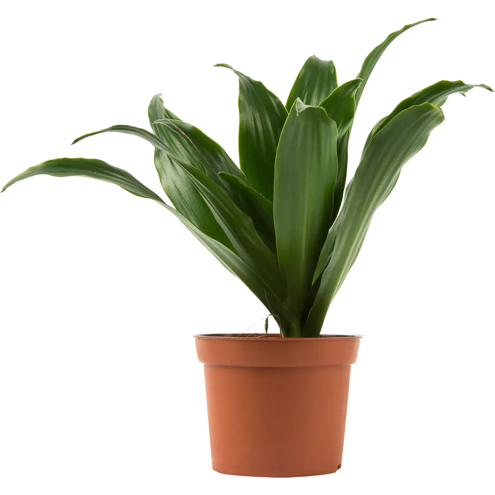 Santreyd Драцена Сюрпрайз — миниатюрное вечнозеленое дерево 82578926 STLM-0030483 - Вид №2