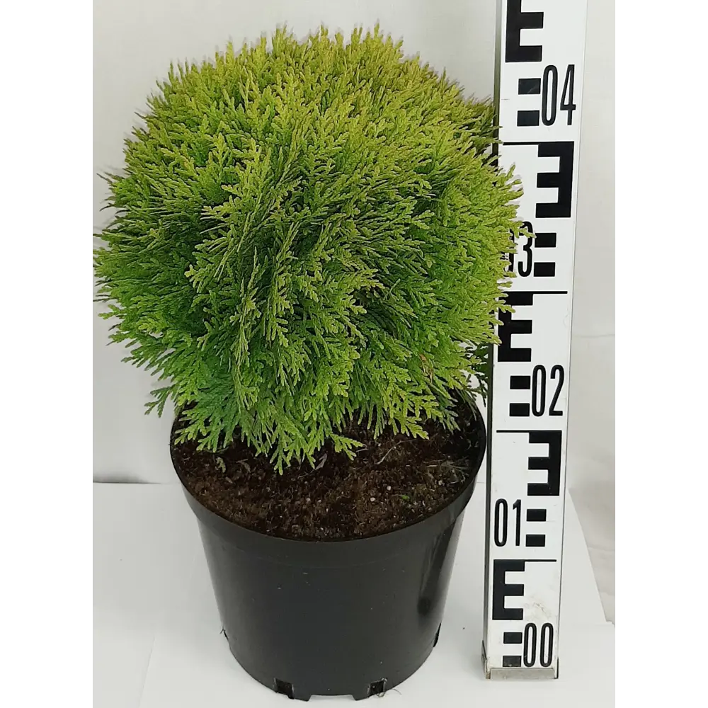 Туя западная «Мириам» 22x30 см ГАВРИШ STLM-2129120