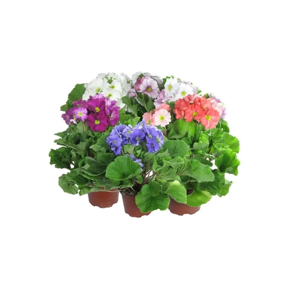 Примула Обконика микс 12х25 см 12501232 STLM-2194609 Santreyd 