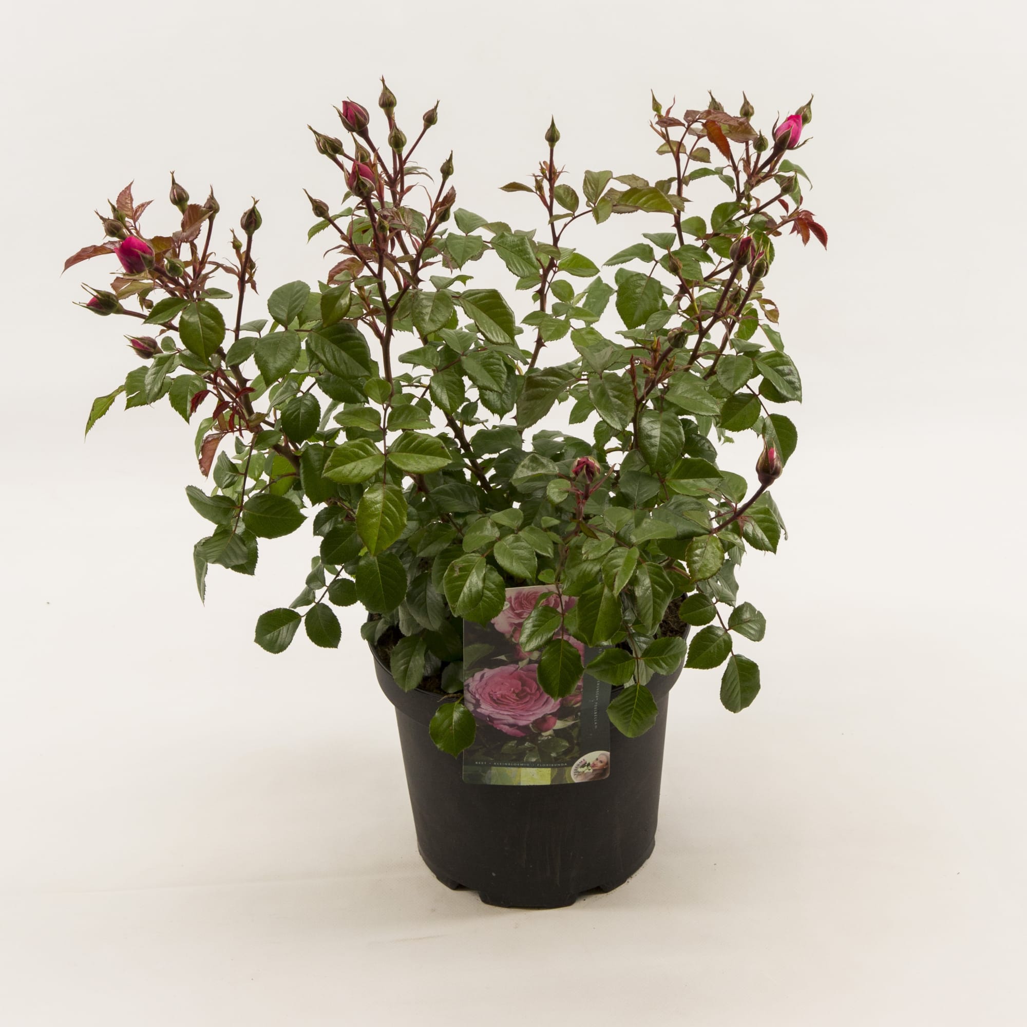 88106278 Роза кустовая микс ø23 h10 см Santreyd 