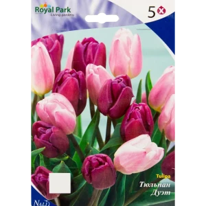 Тюльпан Дуэт 12/+ (5/20) 15070175 STLM-2134175