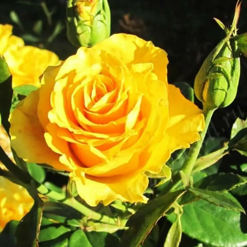 Роза чайно-гибридная Керио ø18 h40 см PLANTMARKET STLM-2017868