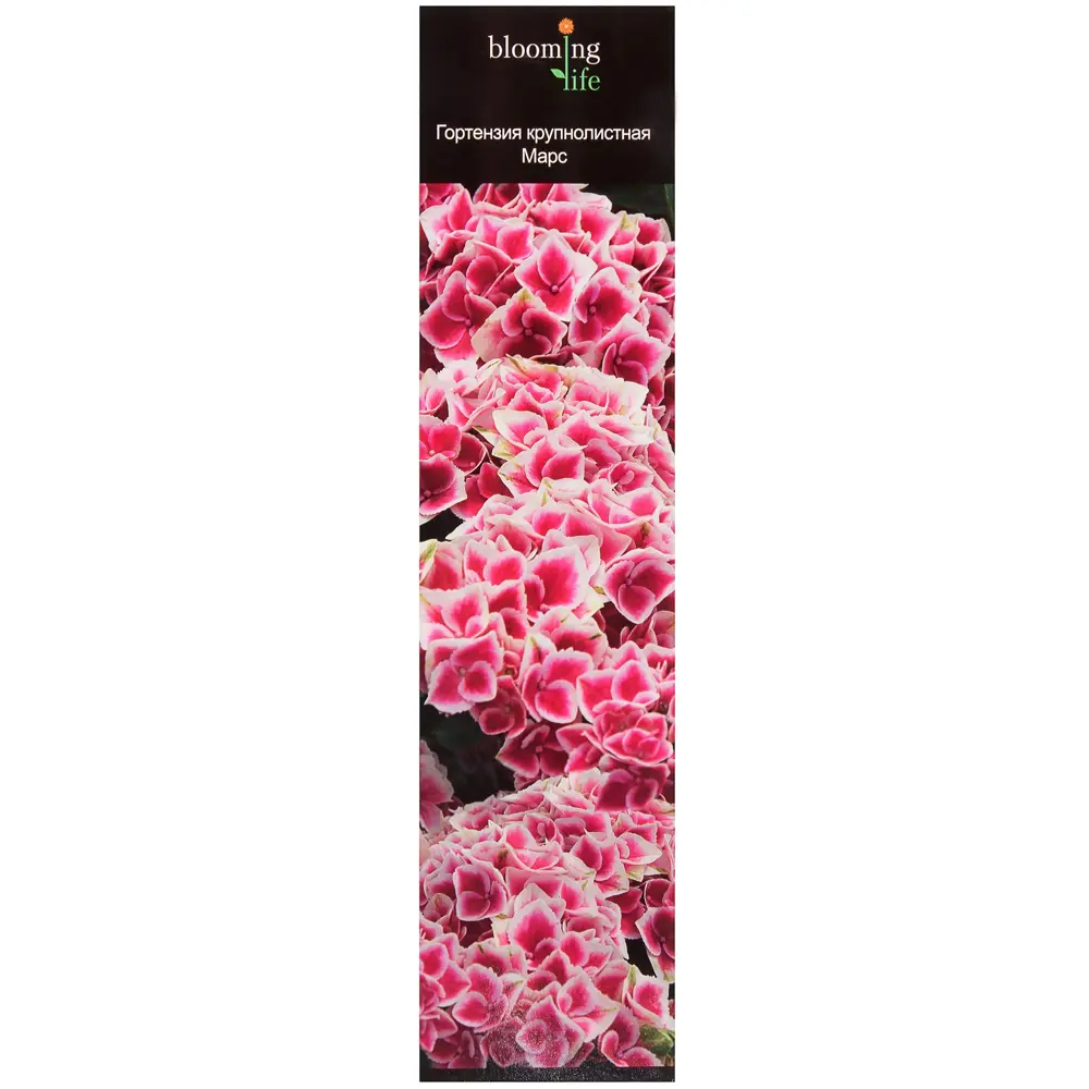 Гортензия крупнолистовая «Марс» (в тубе) 81948494 STLM-2211787 Santreyd 