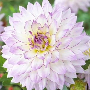 Георгина «Crazy Love I» 12619409 STLM-2198231