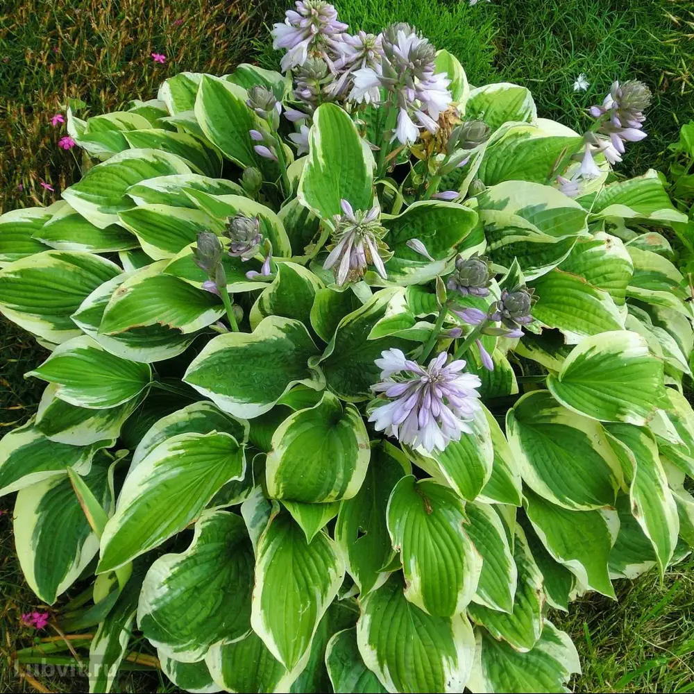 Хоста Вайд Брим ø15 h20 см 89465428 STLM-2054580 PLANTMARKET 