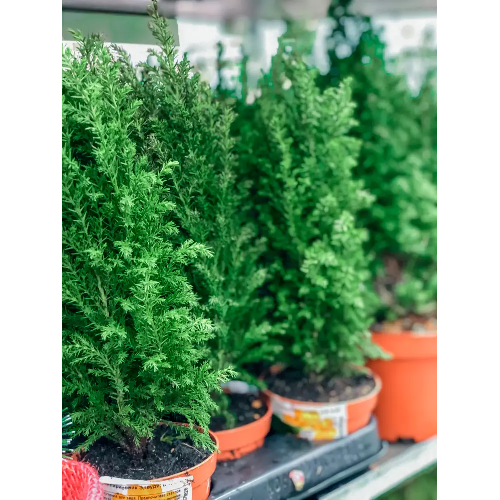 Кипарисовик Элвуди ø9 h32 см Santreyd STLM-2023805 - Вид №7