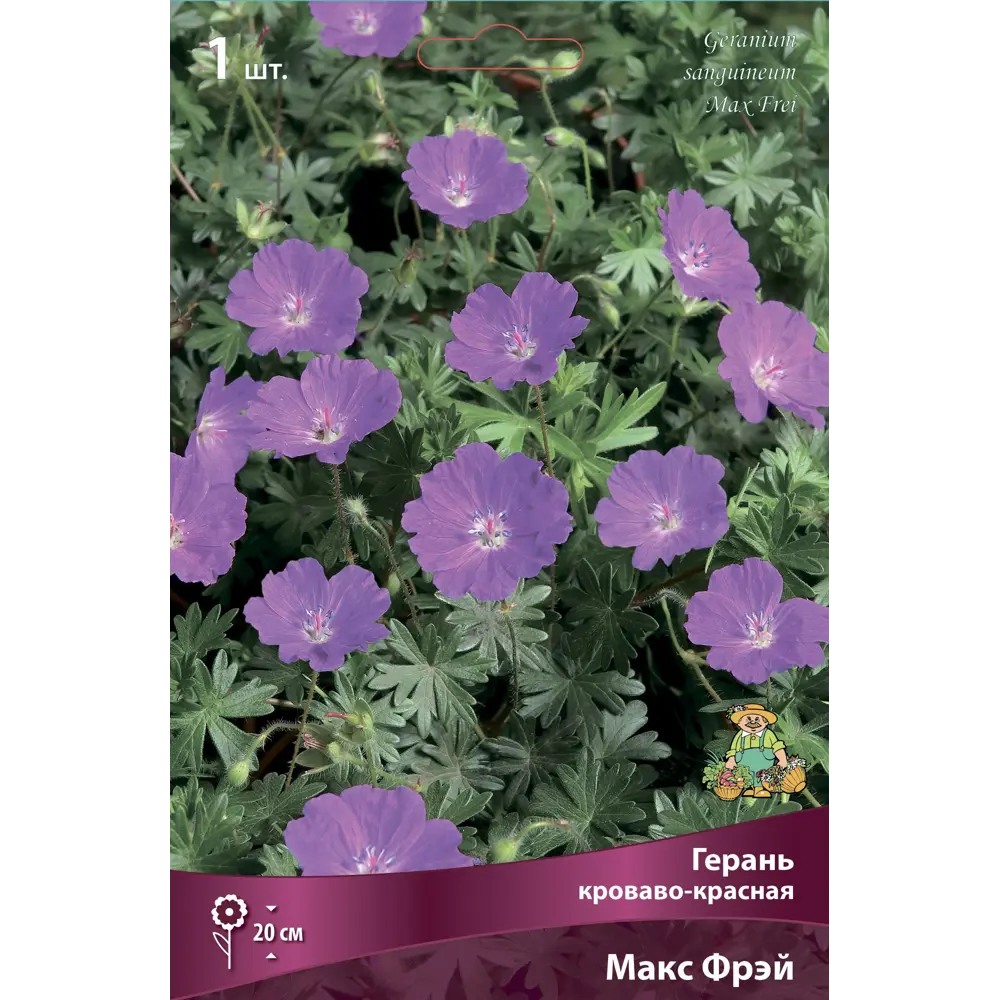Герань кроваво-красная Макс Фрэй ПОИСК STLM-2061168