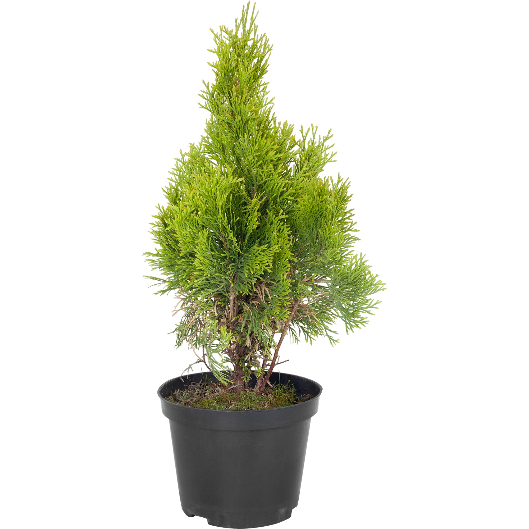 18077209 Туя «Голден Смарагд», западная Santreyd 